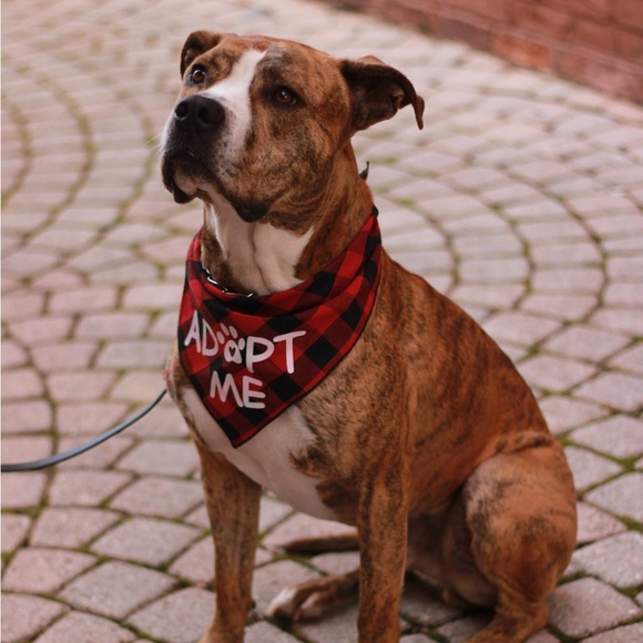 Other - BJ’s Second Chance